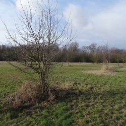 vor dem Rückschnitt der Obstbäume