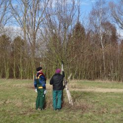 Begutachtung der Bäume