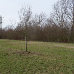 Obstbäume nach dem Rückschnitt