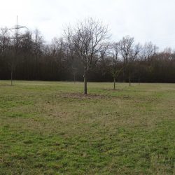 Obstbäume nach dem Rückschnitt